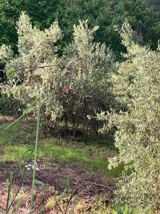 Terreno com palheiro em Ruinas