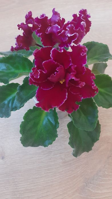 Сортовые фиалки, Взрослые растения и детки