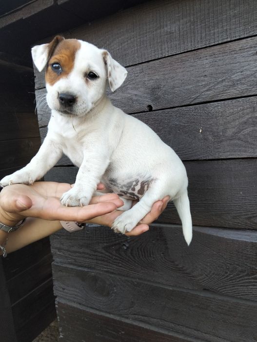 Jack Russell Terrier szczeniaki