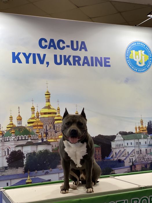 Вязка Амстафф КСУ FCI