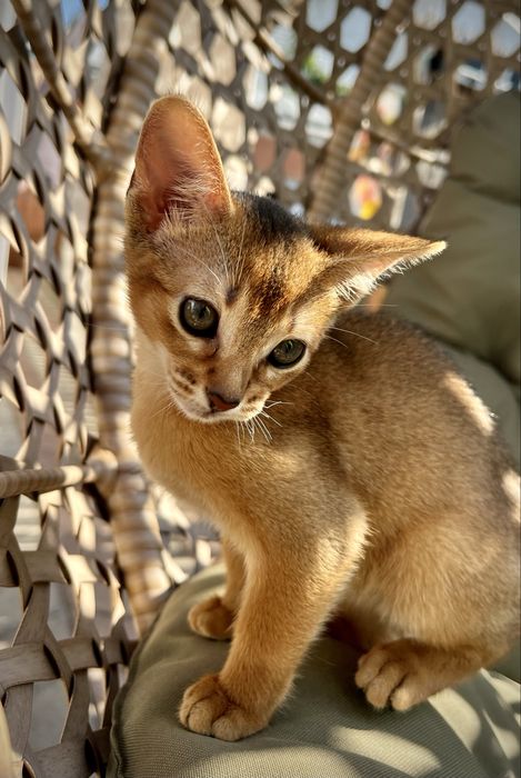 Абіссинські кошенята абиссинские котята