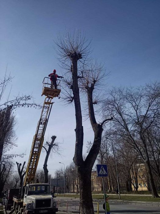 Спил и обрезка деревьев, кронирование