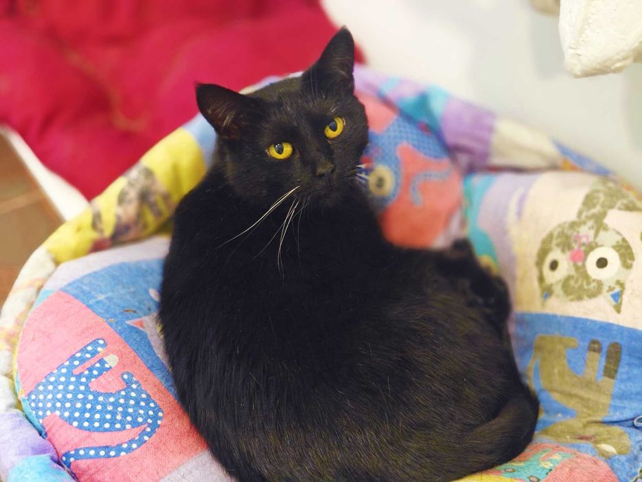 Киця Мулен Руж створена бути домашньою-ніжна, добра, спокійна, здорова