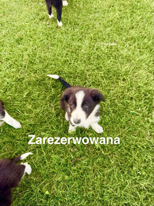 Szczeniak Border Collie FCI ZKwP suczka