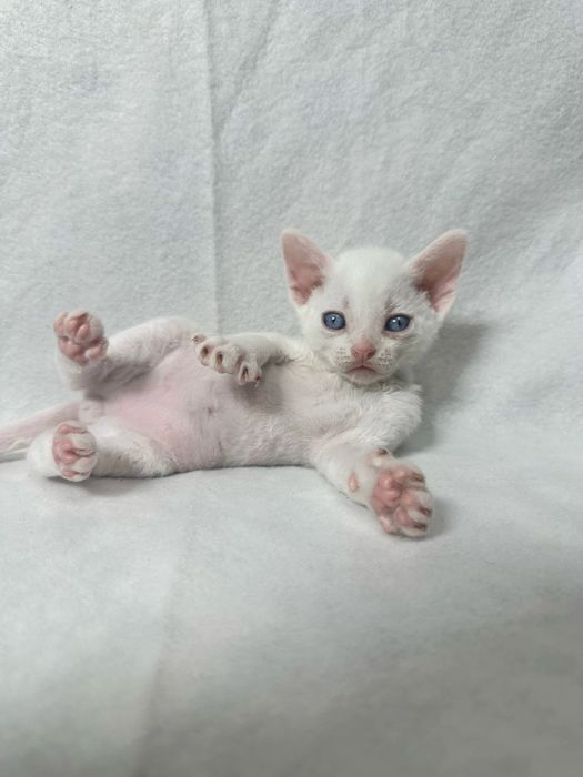 Котики Девон рекс/Devon rex