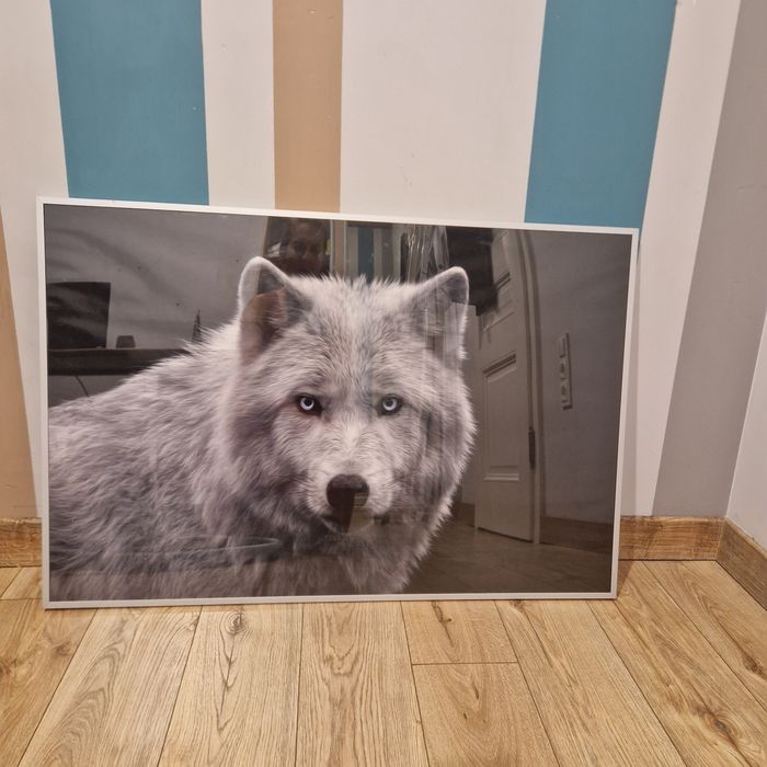 Plakat wilka w ramie 90x60