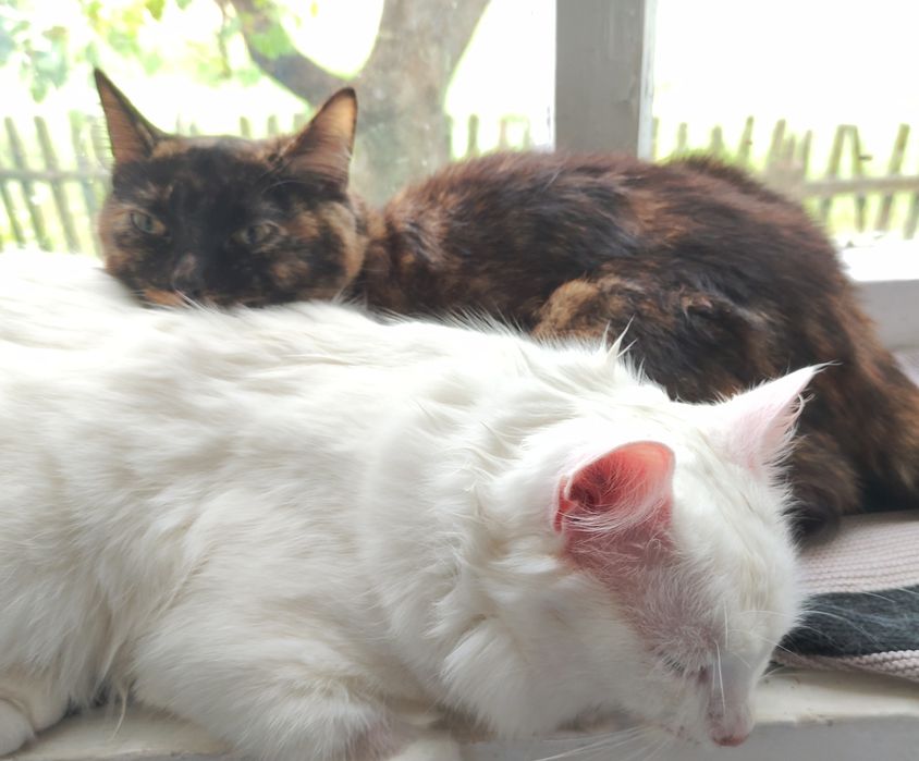 Бесплатно.Отдам в добрые руки кошку или кота