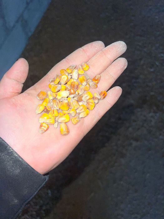 Kukurydza tegoroczna- mokra, sucha, ccm, gnieciona i całe ziarno