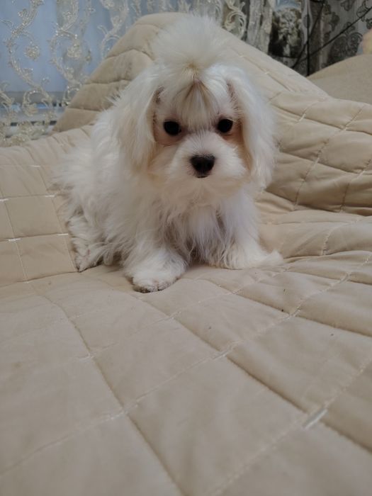 Продам милого хлопчика мальтезе