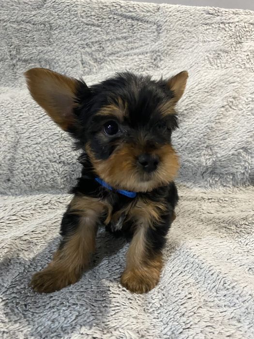 Yorkshire Terrier Cudowny chłopczyk