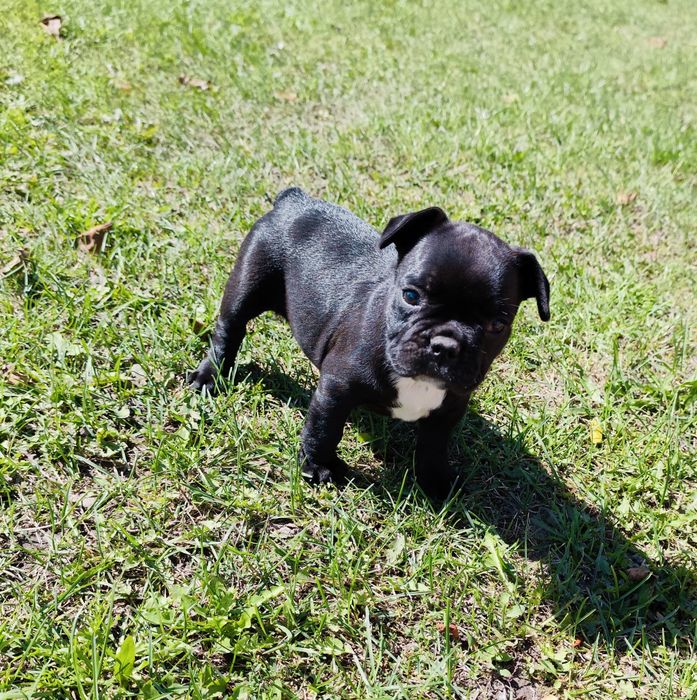 Sunia buldog francuski