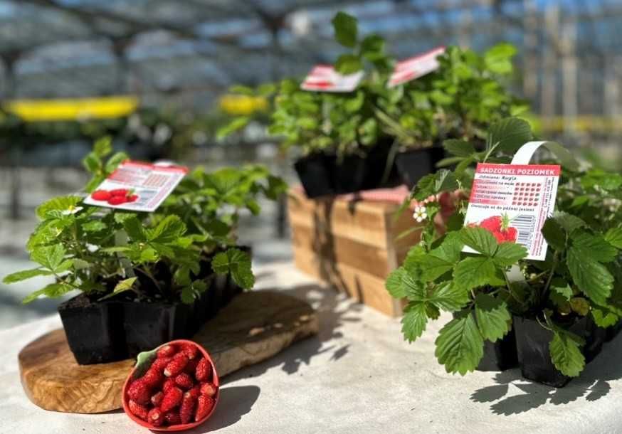 Sadzonki truskawek OWOCUJĄCYCH W TYM ROKU!