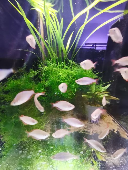 Tęczanka neonowa  / SKLEP SKALAR