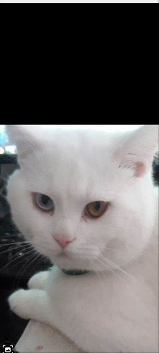 Шотландский кот 5 лет