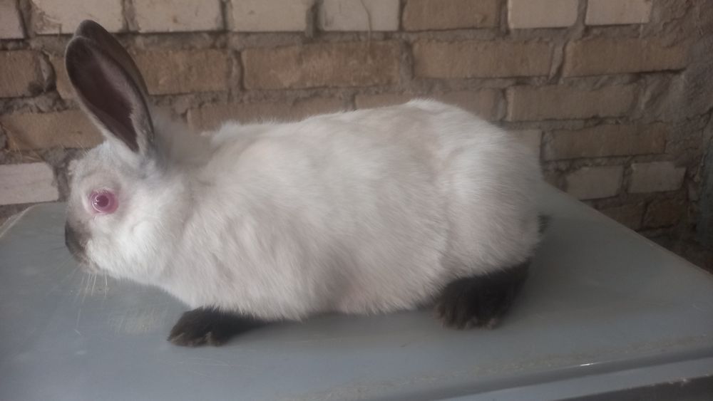 Króliki kc i kh samce i samiczki