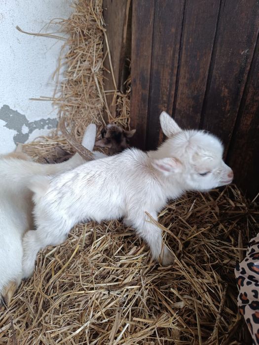 Vendo Cabra Anã - 1 mês vida