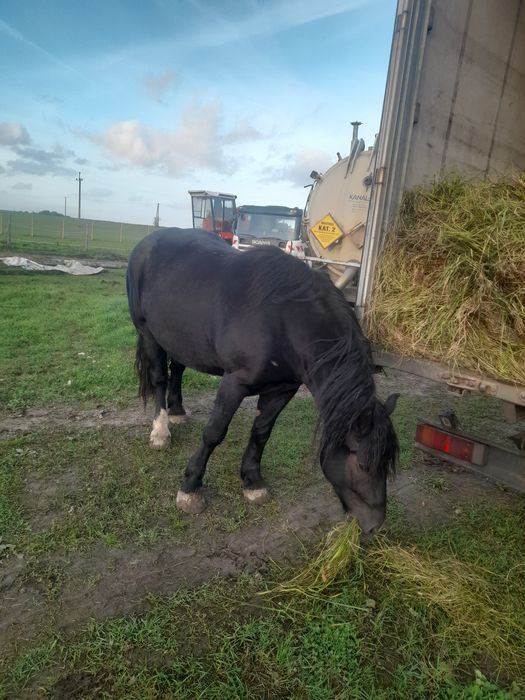 Sprzedam konie zimnokrwiste