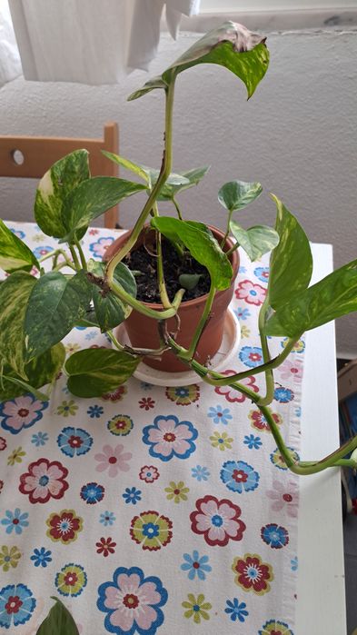 Plantas de Photos