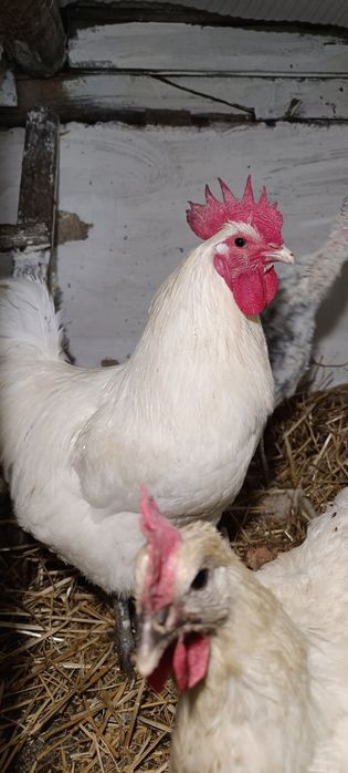 Інкубаційне яйце брес гальска, відправка по Україні