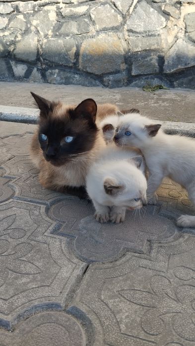 Сіамські кошенята