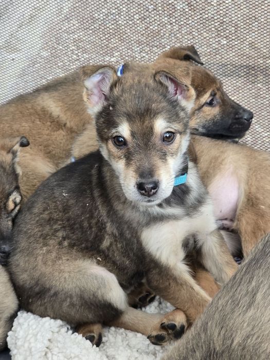 Чарівне цуценя хлопчик шукає родину