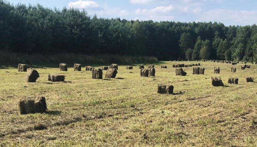 Sprzedam Siano Kostka