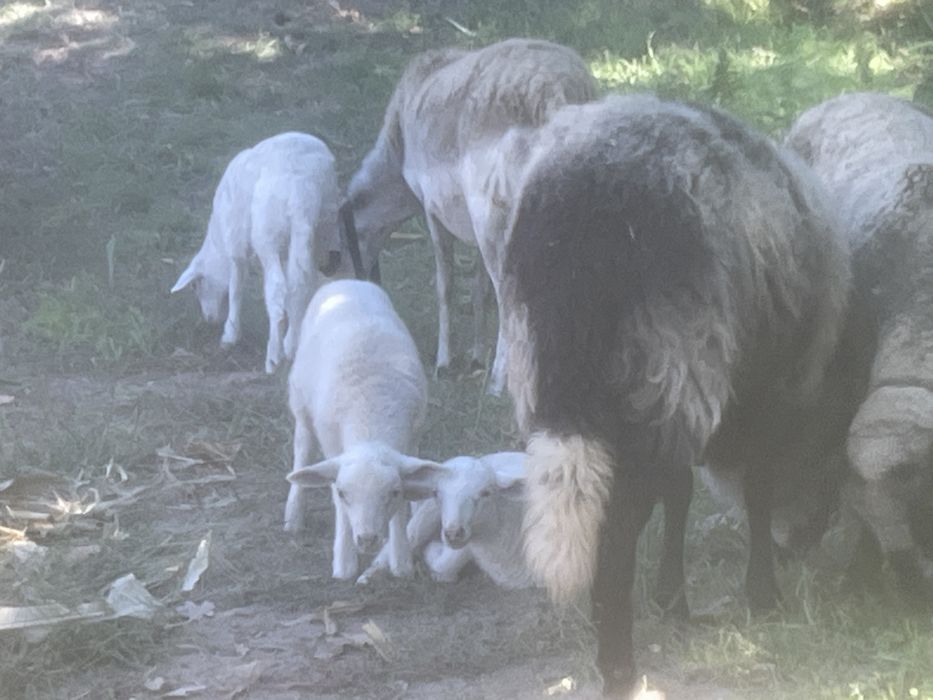 Tenho cabras e ovelhas