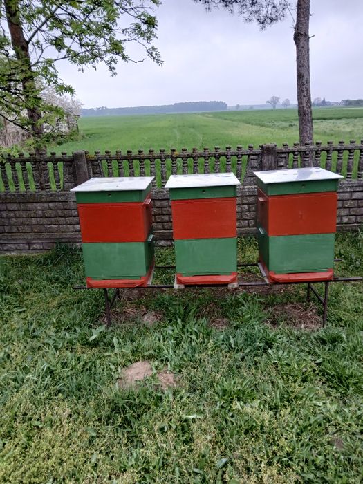 Pszczoły - odkłady.