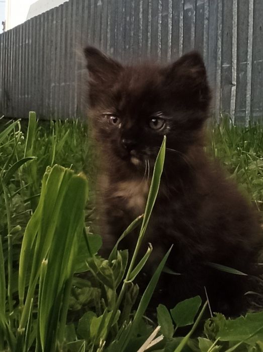 Кошеня дівчинка шукає люблячу родину!
