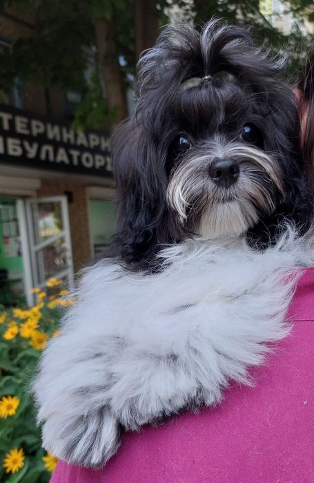 мальтіпу Хлопчики F1