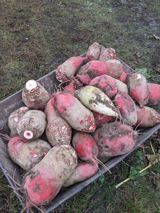 Буряк кормовий високої якості, корм для врх, кролів, свиней, курей...