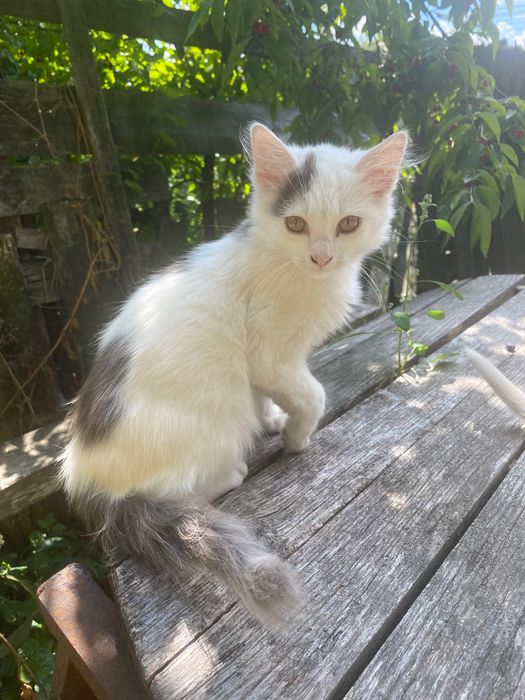 Кошенята Мурченята