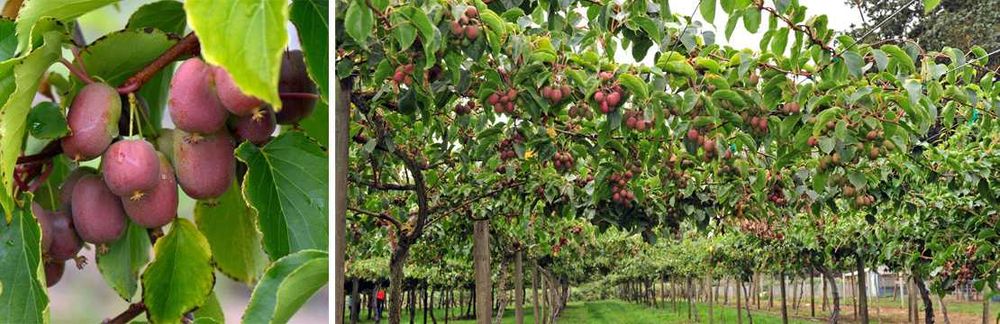 Kiwi, minikiwi actinidia kilka odmian sadzonki