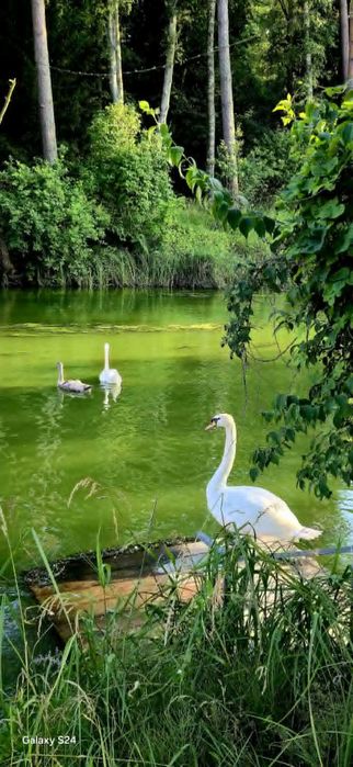 Domek na wynajem EKO-LAS