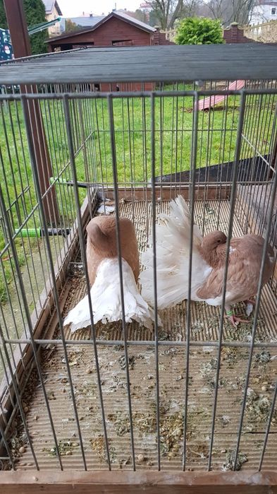 Gołębie Pawiki żółte na białym ogonie