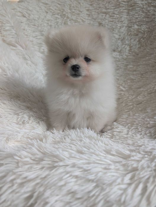 Szpic miniaturowy, pomeranian