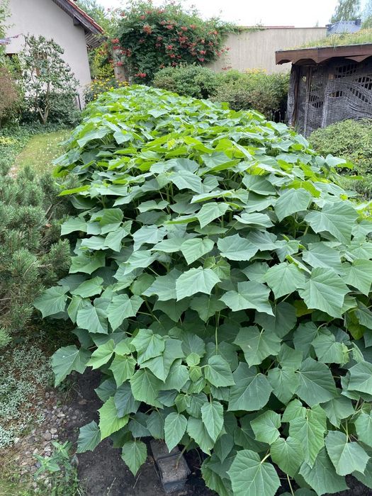 Gotowe do sadzenia drzewo tlenowe, oxytree, paulownia, duże sadzonki,