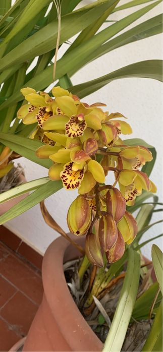 Orquidea mudas verde