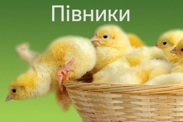 Курчата Цыплята несушки Ломан Браун Сенді Півники Петухи Петушки Петух