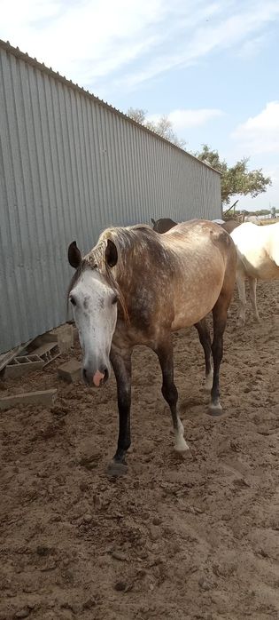 Vendem se Eguas,poldros,cavalos