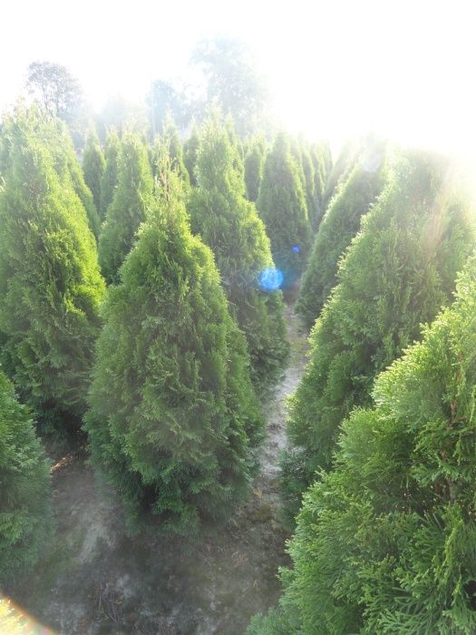 Tuja Szmaragd 180-210cm, krzewy ozdobne