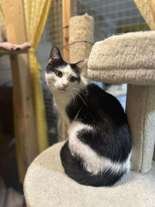 Uroczy Kacperek szuka domu