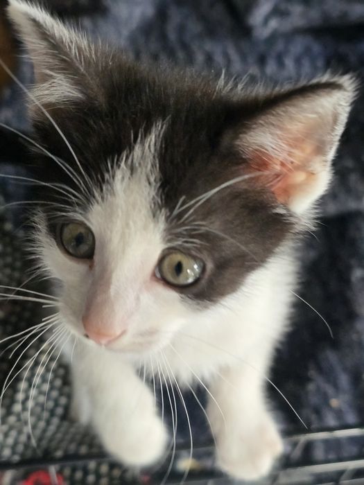 Nico gotowy do adopcji