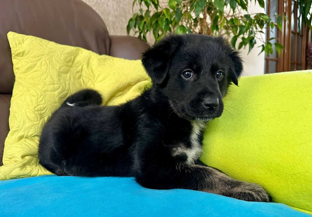 Szczeniak do adopcji - malutki Szalik!