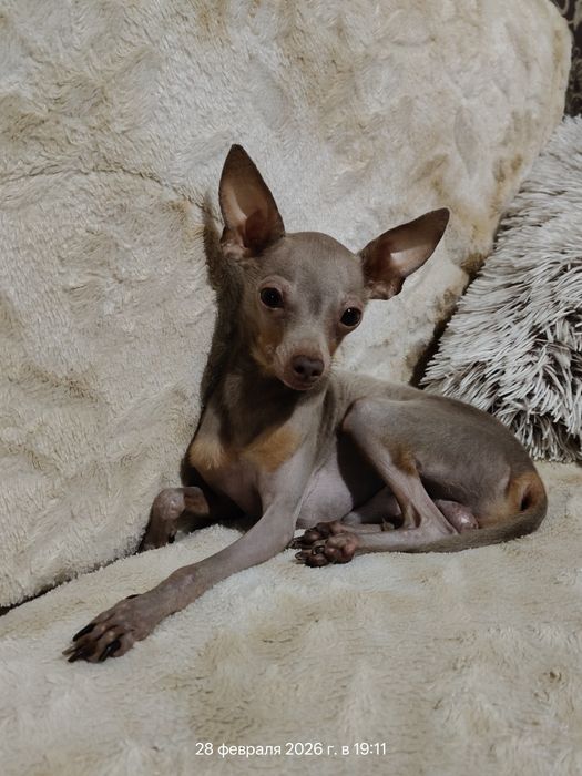 Вязка той терьер