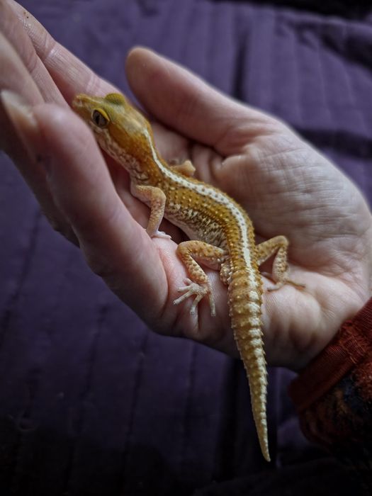 Paroedura picta – Gekon Madagaskarski, piękny samczyk