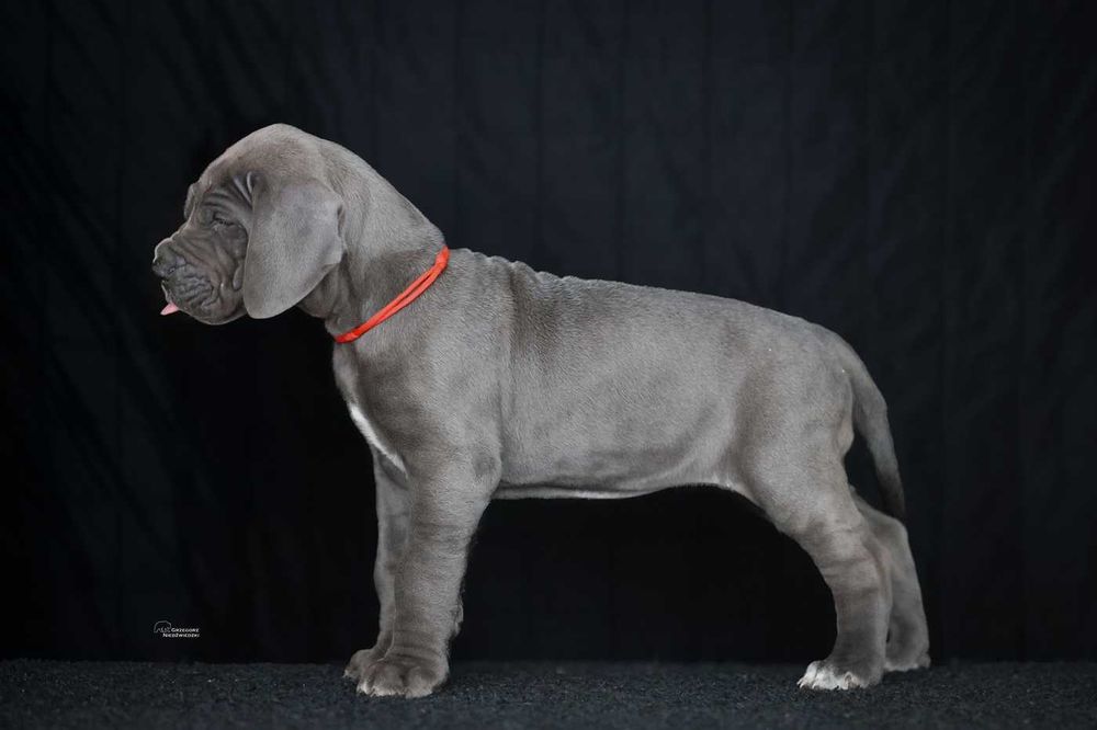 Dog Niemiecki Błękitna suczka ZKwP, FCI rodowód