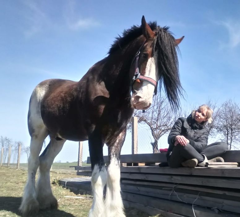 Piękny ogier rasy Clydesdale