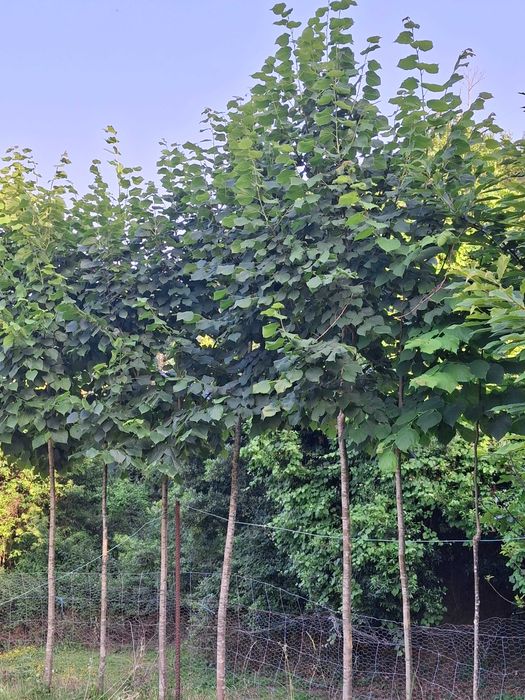Plantas  para sombra