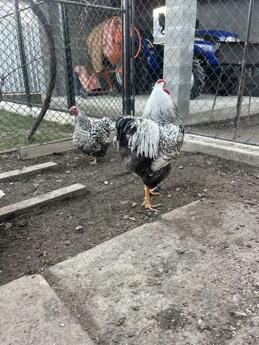 Інкубаційні яйця Віандот